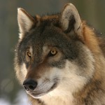 wolf-725380_1920